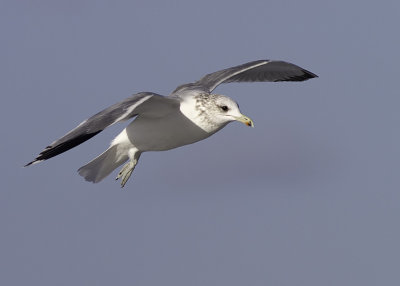California Gull