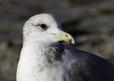 California Gull