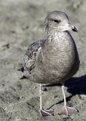 Herring Gull
