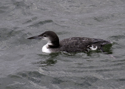 Common Loon