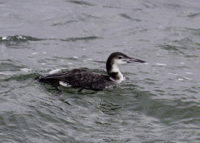 Common Loon