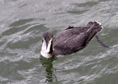 Common Loon