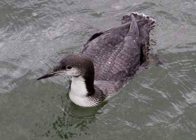 Common Loon