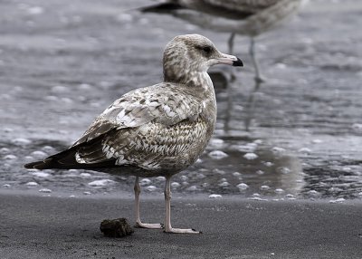 Herring Gull