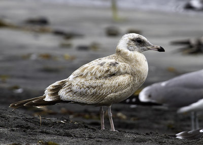 Herring Gull