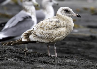 Herring Gull
