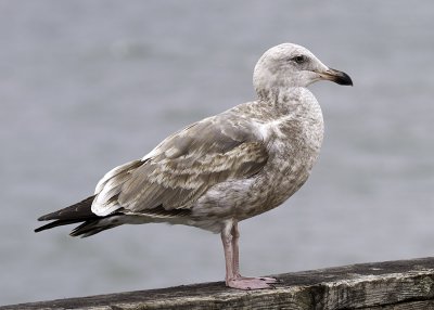 Herring Gull