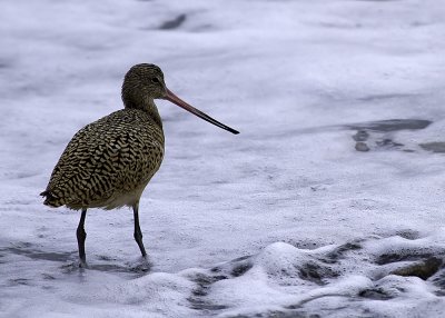 Marbled Godwit