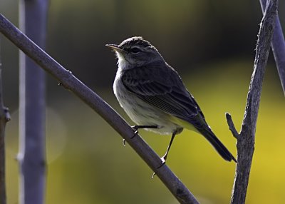 Palm Warbler