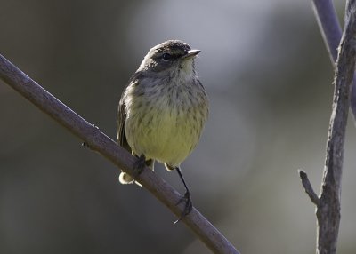 Palm Warbler