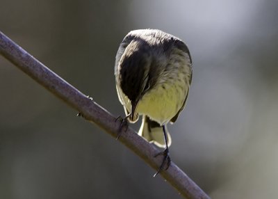 Palm Warbler