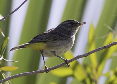 Palm Warbler