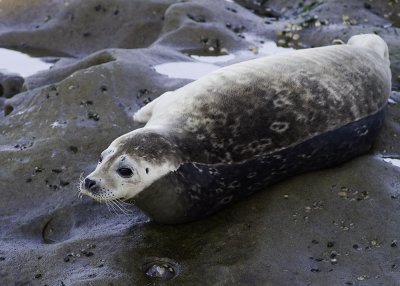 Harbor Seal