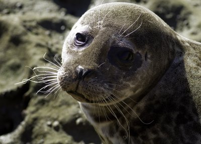 Harbor Seal