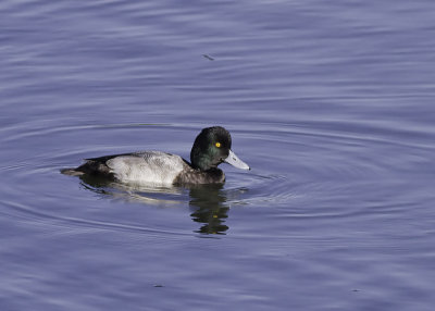 Greater Scaup