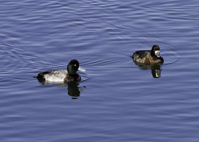 Greater Scaup