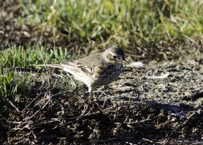 American Pipit