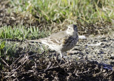 American Pipit