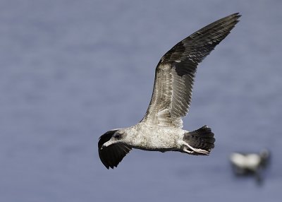 California Gull