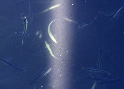 Northern Anchovy