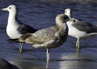 California Gull