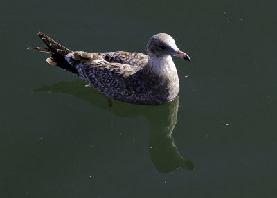 California Gull
