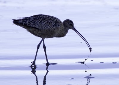 Long-billed Curlew