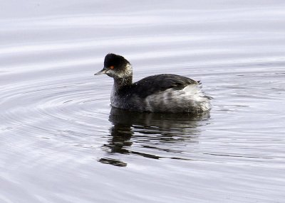 Eared Grebe