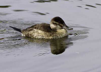 Ruddy Duck (female)
