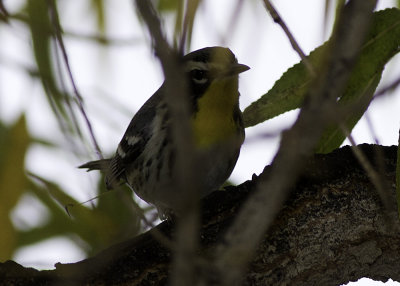 Yellow-throated Warbler