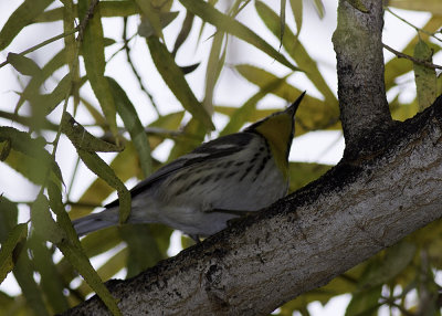 Yellow-throated Warbler