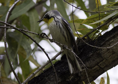 Yellow-throated Warbler