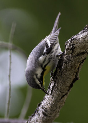 Yellow-throated Warbler