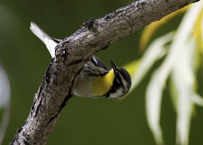 Yellow-throated Warbler