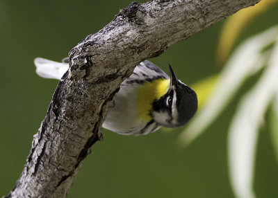 Yellow-throated Warbler