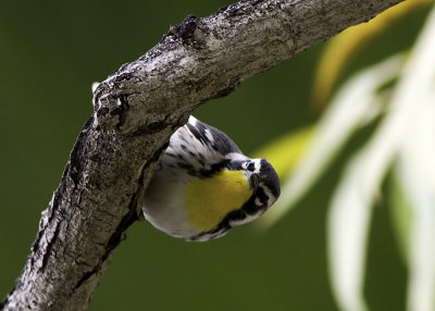 Yellow-throated Warbler