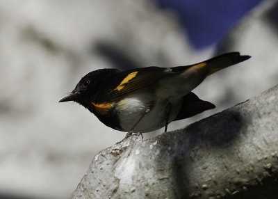 American Redstart (Male)