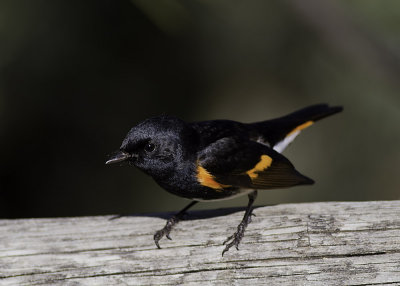 American Redstart (Male)