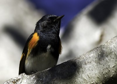 American Redstart (Male)