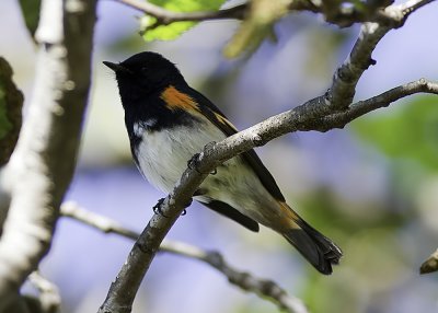 American Redstart (Male)