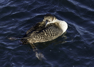 Common Loon