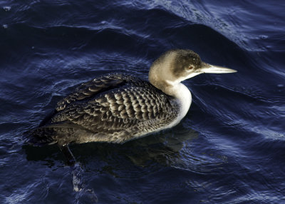 Common Loon