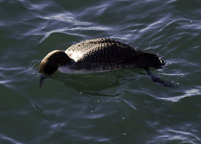 Common Loon