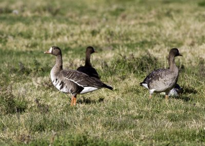 Greater White-fronted Goose