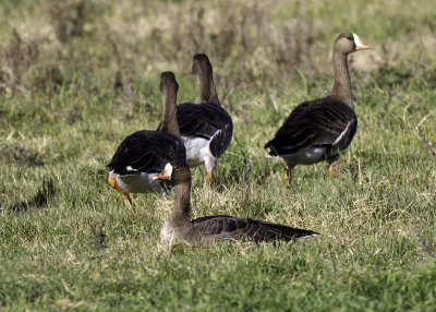 Greater White-fronted Goose