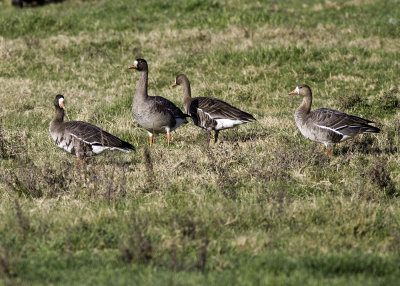 Greater White-fronted Goose