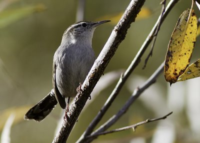 Bewick's Wren