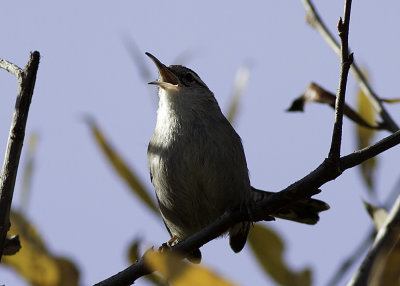 Bewick's Wren