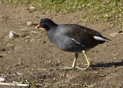 Common Moorhen