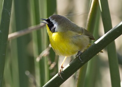 Common Yellowthroat